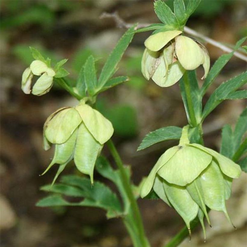 Helleborus multifidus bocconei - nieskruid (Bloei)