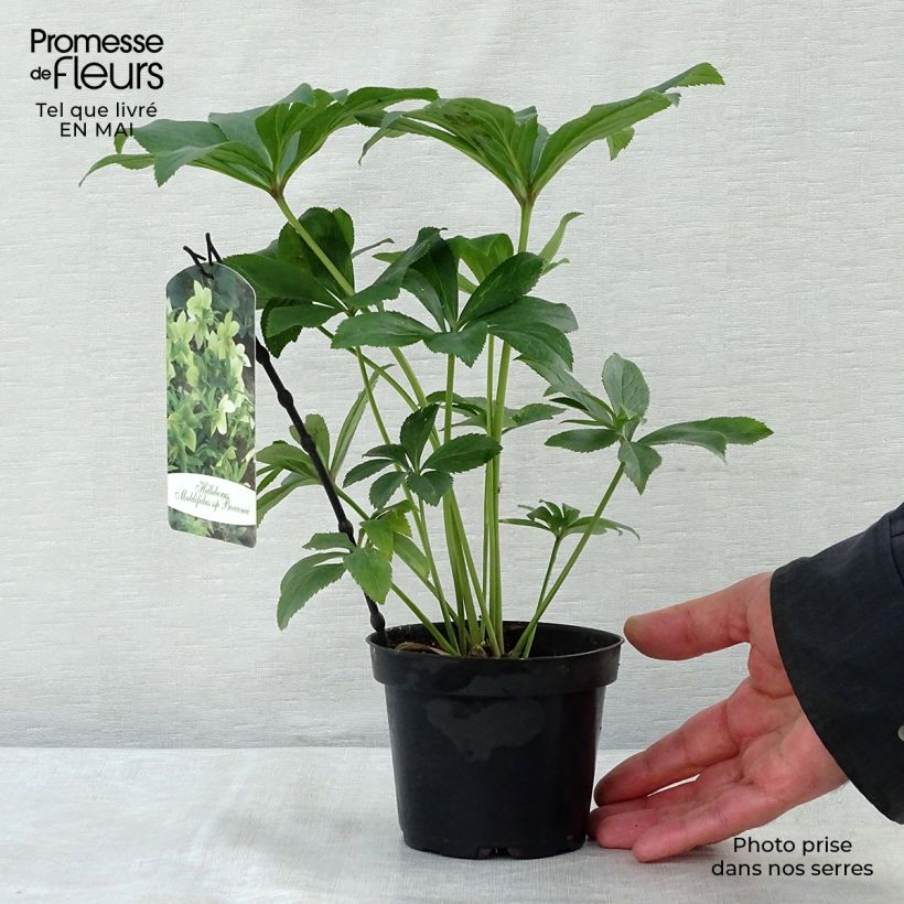 Exemplaar van Helleborus multifidus bocconei - nieskruid Pot van 1 l/1,5 l zoals geleverd in de lente