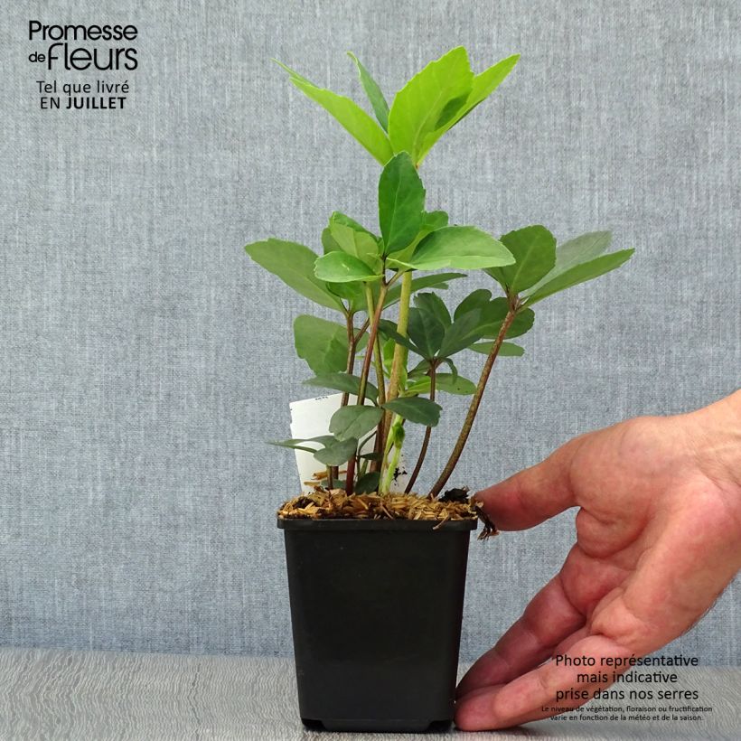 Exemplaar van Kerstroos - Helleborus niger Kweekpotje van 8/9 cm zoals geleverd in de zomer