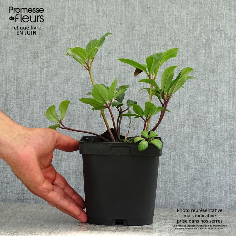 Exemplaar van Kerstroos - Helleborus niger Pot van 2 l/3 l zoals geleverd in de zomer