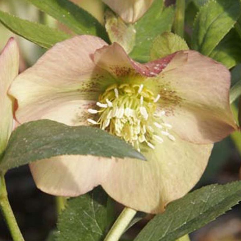 Helleborus nigercors Candy Love - Kerstroos (Bloei)