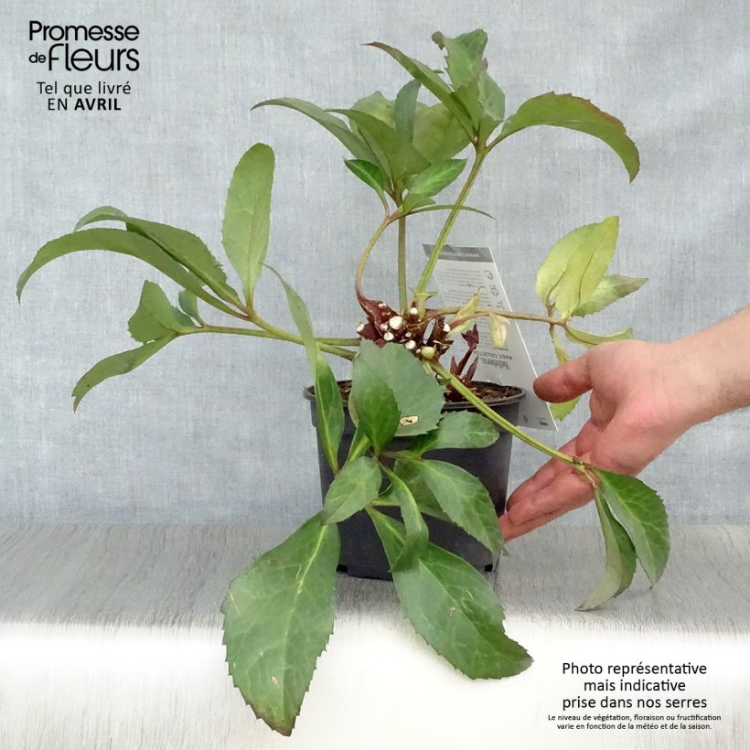 Exemplaar van Helleborus nigercors Candy Love - Kerstroos Pot van 2 l/3 l zoals geleverd in de lente