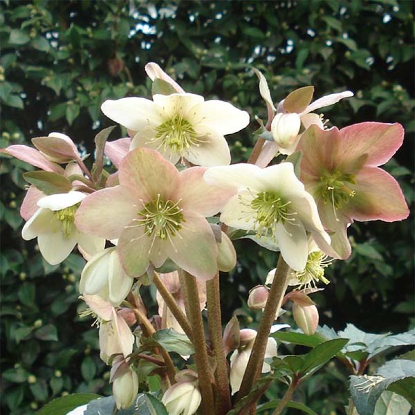 Helleborus nigercors Emma - Kerstroos (Bloei)