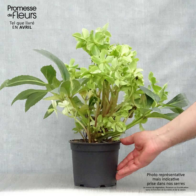 Exemplaar van Helleborus nigercors Snow Love - Kerstroos Pot van 2 l/3 l zoals geleverd in de lente