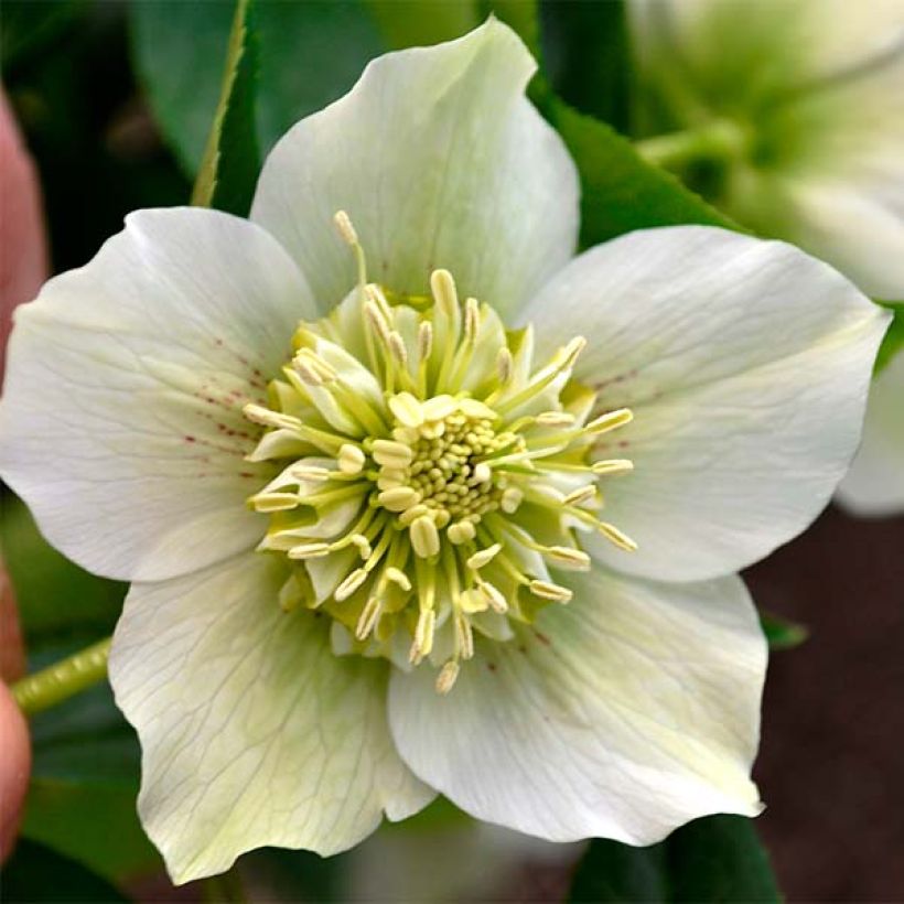 Helleborus Anemone White - Lenteroos wit (Bloei)