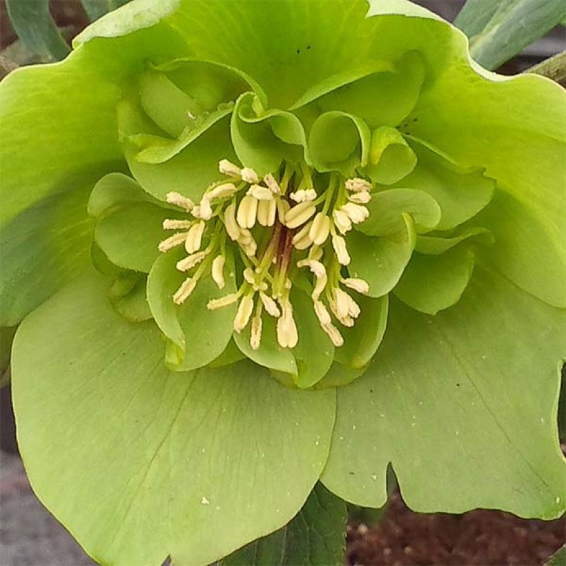 Helleborus Anemone Green Vert - Lenteroos groen (Bloei)