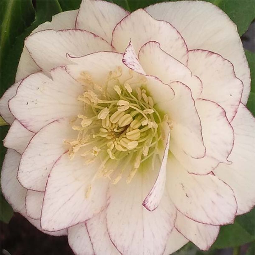 Helleborus Double White Red/Purple Edge - Lenteroos dubbel wit paars gerand (Bloei)