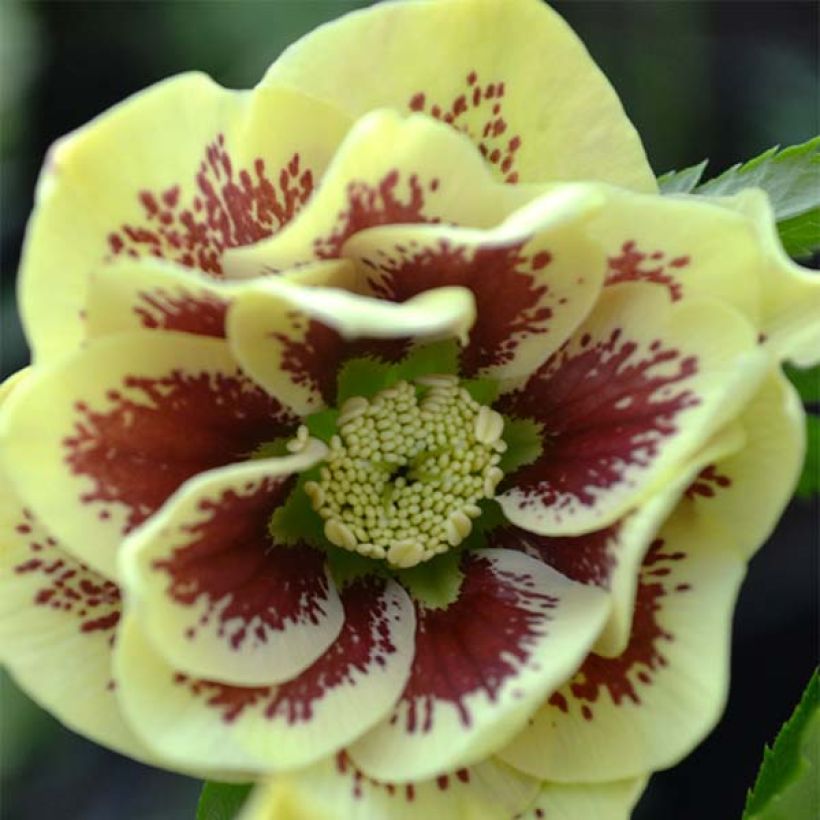 Helleborus Double Yellow guttatus - dubbel geel gespikkeld (Bloei)