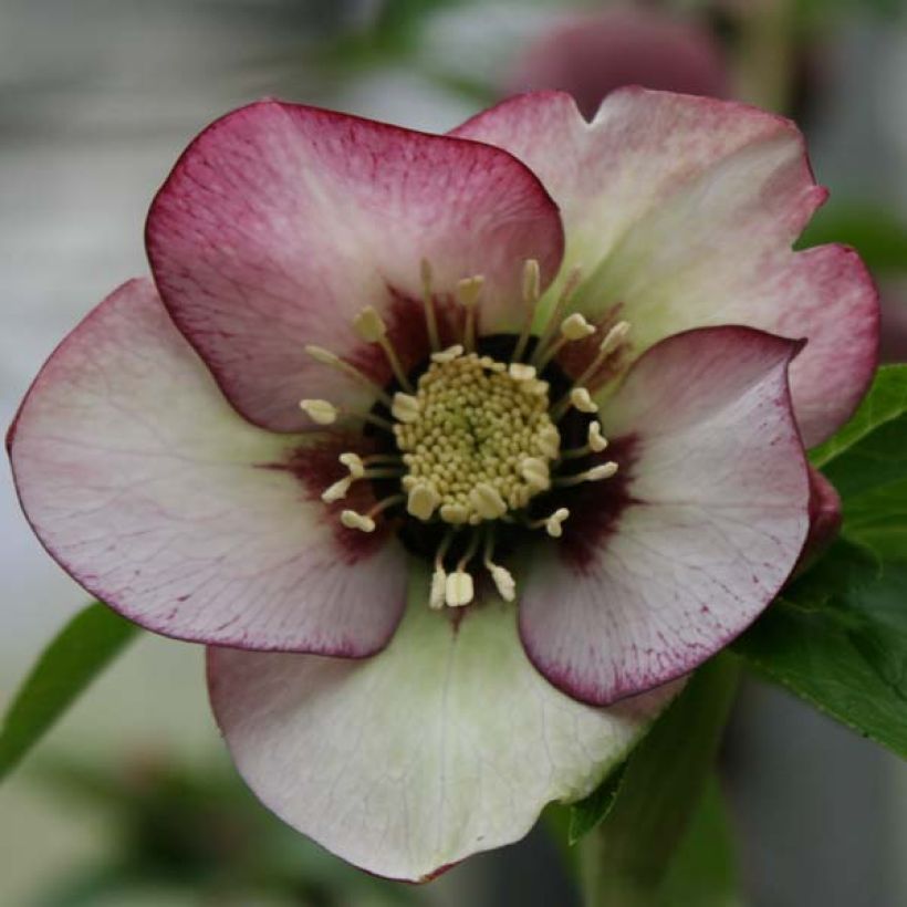 Helleborus Picotee - Lenteroos (Bloei)