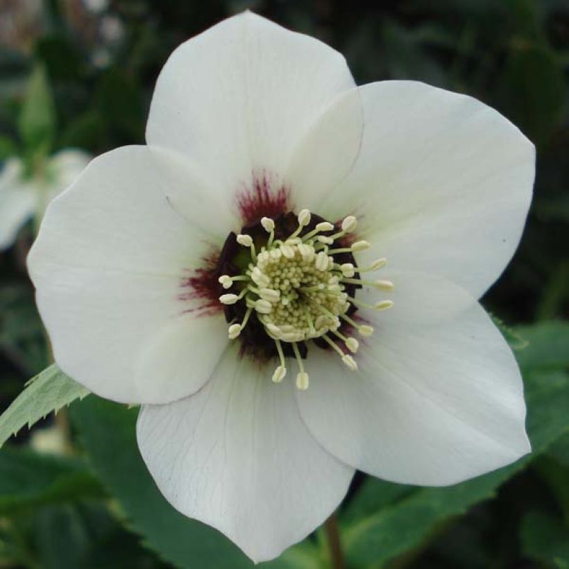 Helleborus White Red Center - Lenteroos wit rood (Bloei)