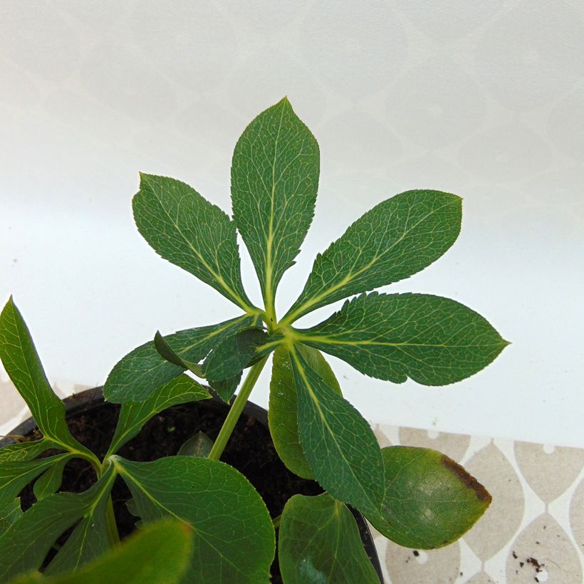 Helleborus Apricot - Lenteroos apricot (Blad)