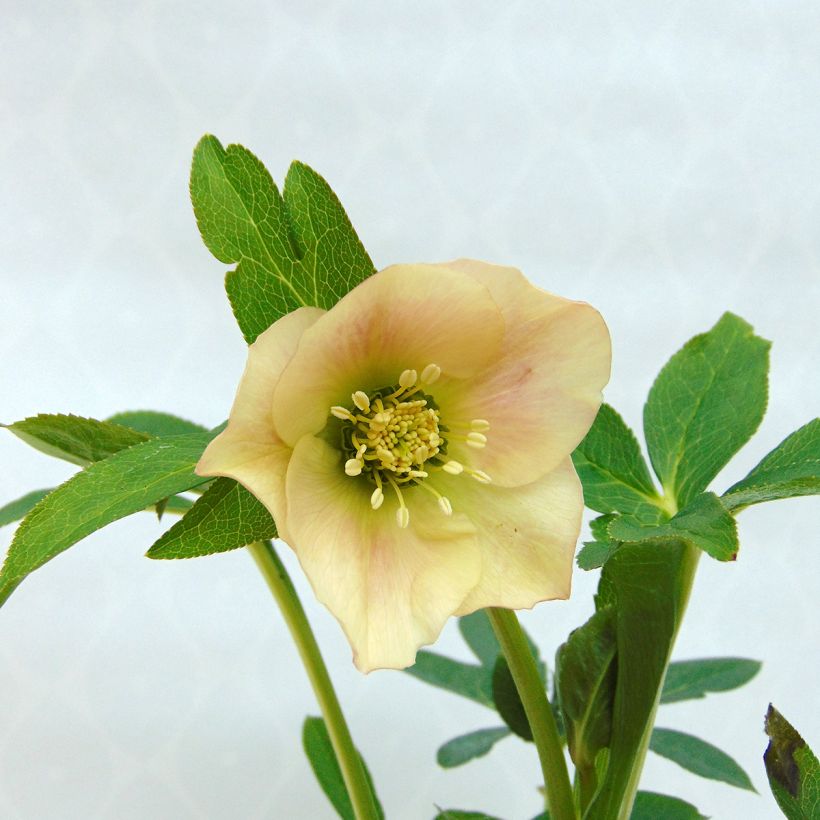Helleborus Apricot - Lenteroos apricot (Bloei)