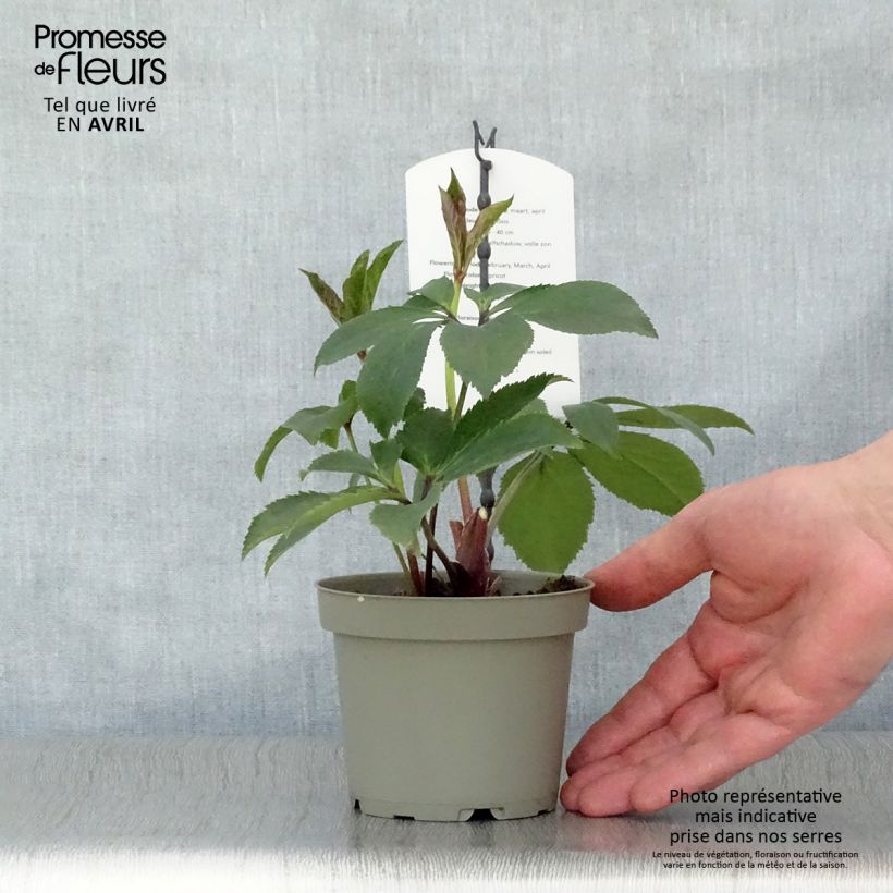 Exemplaar van Helleborus Apricot - Lenteroos apricot Pot van 12 cm / 13 cm zoals geleverd in de lente