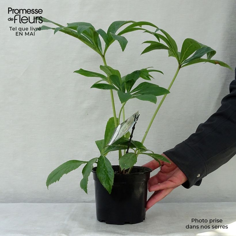 Exemplaar van Helleborus Apricot guttatus - Lenteroos apricot gespikkeld Pot van 2 l/3 l zoals geleverd in de lente