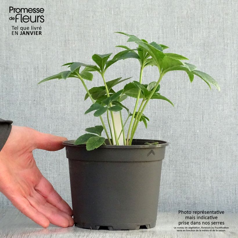 Exemplaar van HelleboruAnemone Apricot - Lenteroos apricot Pot van 2 l/3 l zoals geleverd in de winter