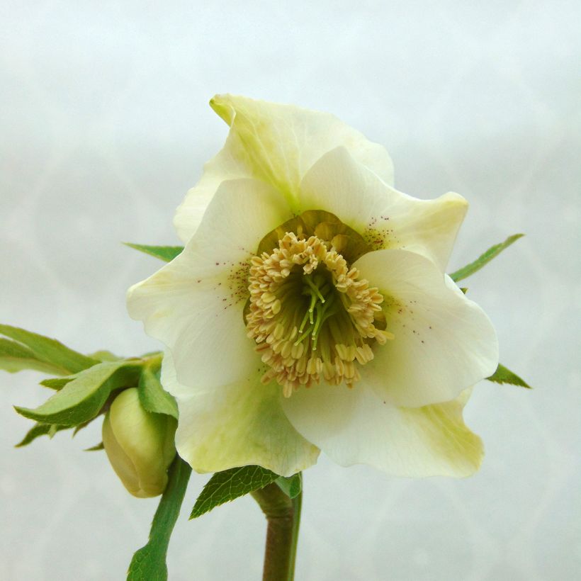 Helleborus Anemone White Spotted - Lenteroos wit gevlekt (Bloei)