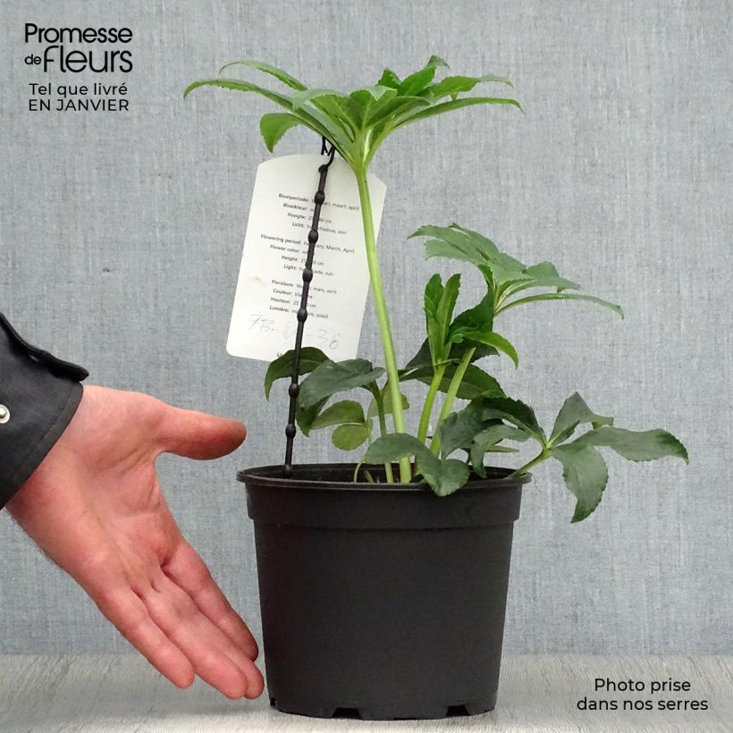 Exemplaar van Helleborus Anemone White Spotted - Lenteroos wit gevlekt Pot van 2 l/3 l zoals geleverd in de winter