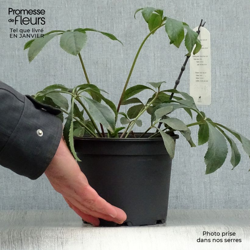 Exemplaar van Helleborus Anemone White - Lenteroos wit Pot van 2 l/3 l zoals geleverd in de winter