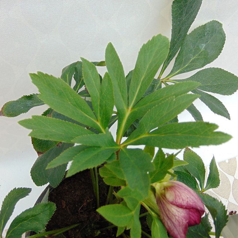 Helleborus Anemone Picotee - Lenteroos met donkerroze tot bordeaux rand (Blad)