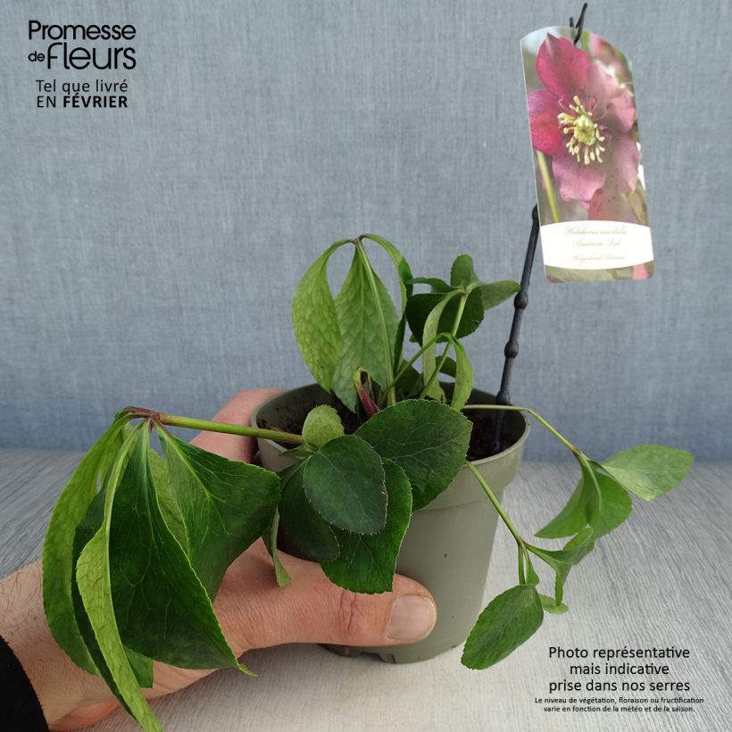 Exemplaar van Helleborus Anemone Red - Lenteroos rood Pot van 12 cm / 13 cm zoals geleverd in de winter