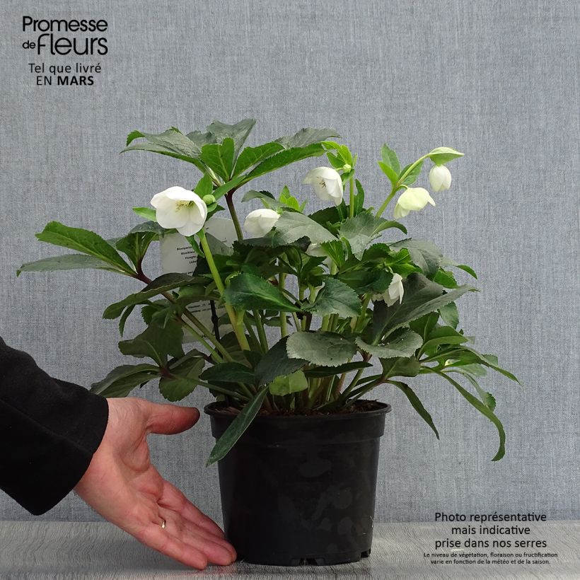 Exemplaar van Helleborus White - Lenteroos wit Pot van 2 l/3 l zoals geleverd in de lente