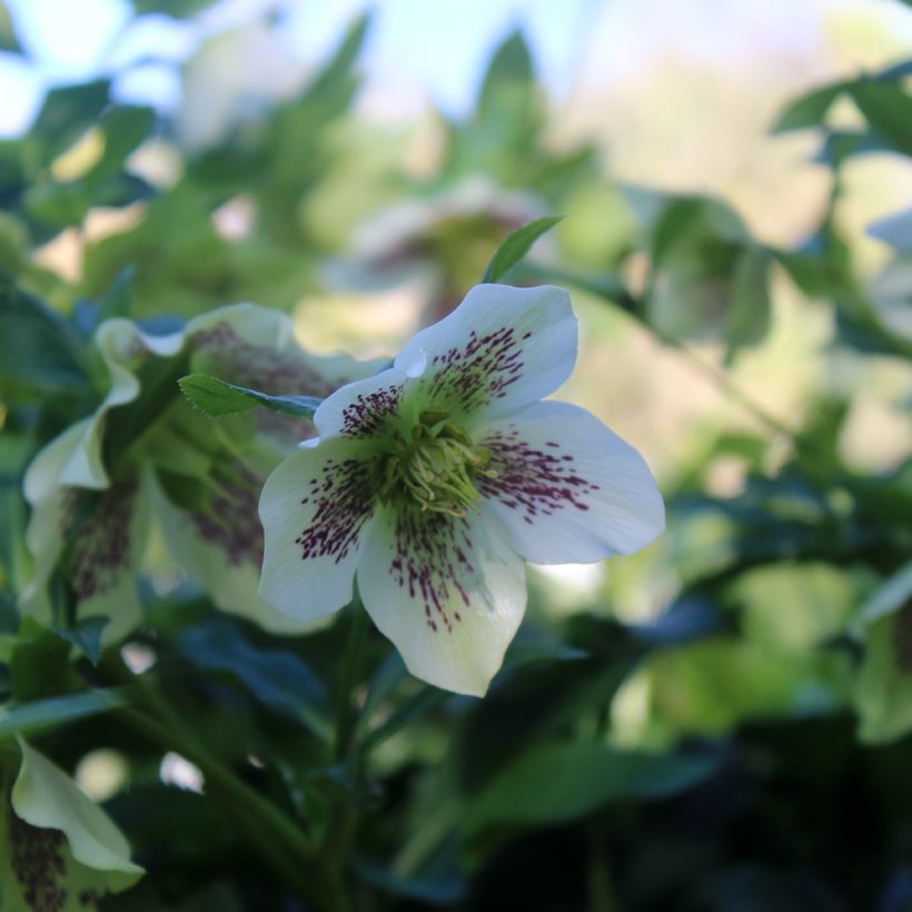 Helleborus White guttatus - Lenteroos wit gespikkeld (Bloei)