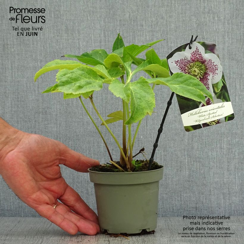 Exemplaar van Helleborus White guttatus - Lenteroos wit gespikkeld Pot van 12 cm / 13 cm zoals geleverd in de zomer