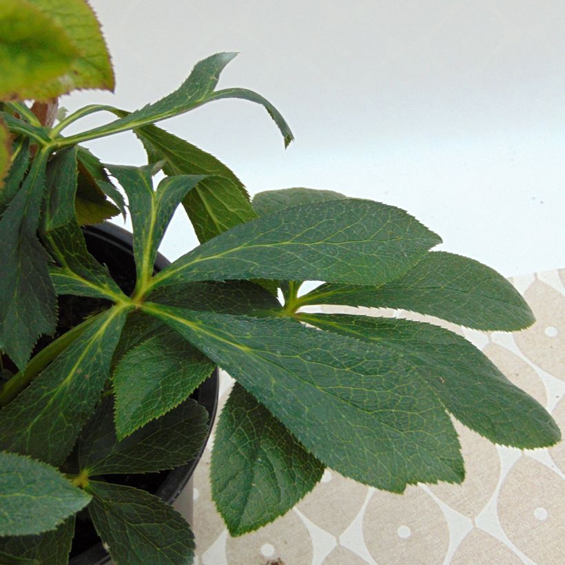 Helleborus Double Aubergine White Edge - Lenteroos dubbrel auberige met witte rand (Blad)