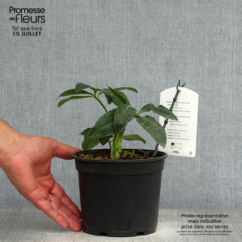 Exemplaar van Helleborus Double White- lenteroos dubbel wit Pot van 2 l/3 l zoals geleverd in de zomer