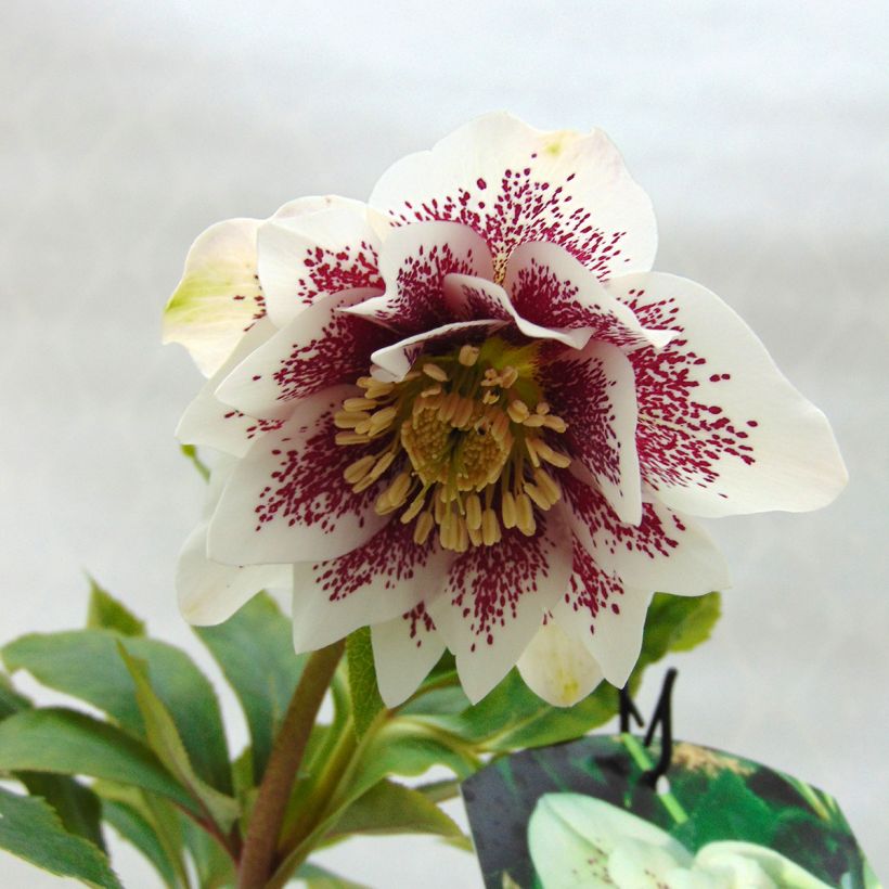 Helleborus Double White Spotted - lenteroos dubbel wit gevlekt (Bloei)