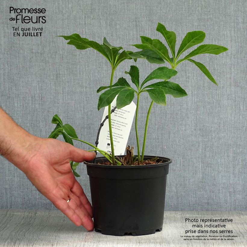 Exemplaar van Helleborus Double White Spotted - lenteroos dubbel wit gevlekt Pot van 2 l/3 l zoals geleverd in de zomer