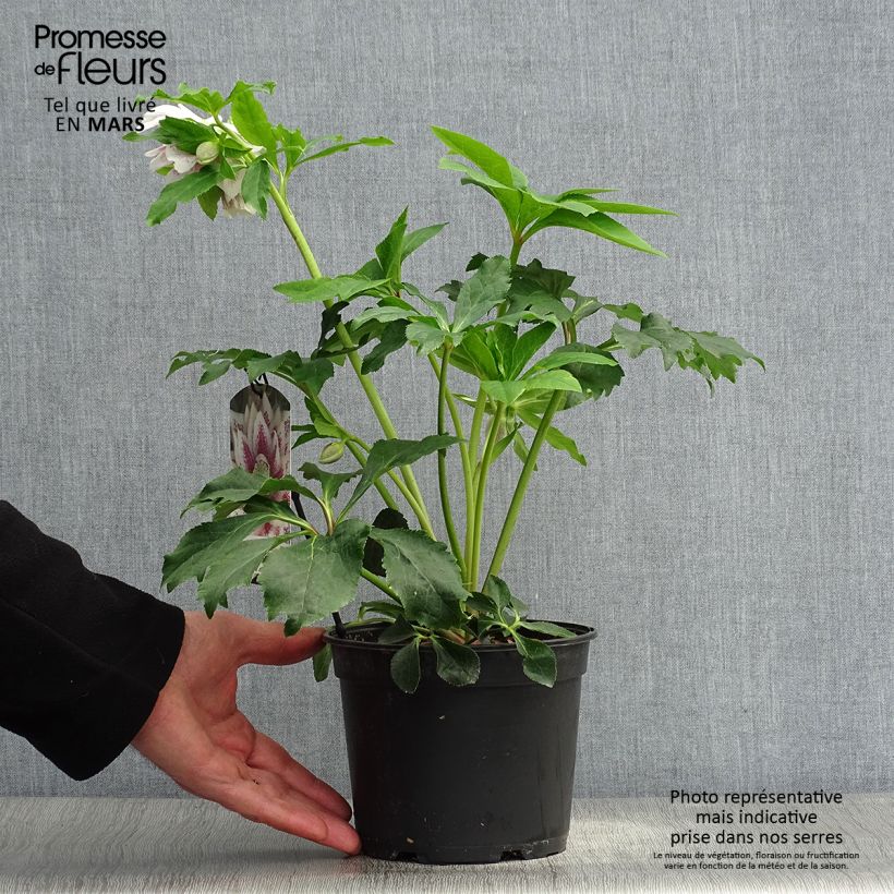 Exemplaar van Helleborus Double White Spotted - lenteroos dubbel wit gevlekt Pot van 2 l/3 l zoals geleverd in de lente
