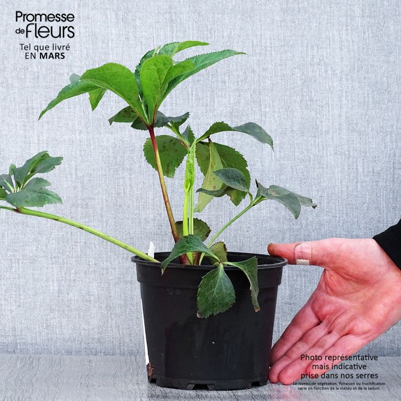 Exemplaar van Helleborus Double White Red/Purple Edge - Lenteroos dubbel wit paars gerand Pot van 2 l/3 l zoals geleverd in de lente