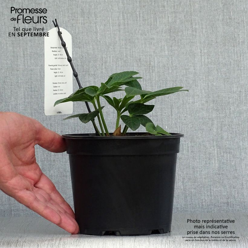 Exemplaar van Helleborus Double Black - Lenteroos dubbel zwart Pot van 2 l/3 l zoals geleverd in de herfst