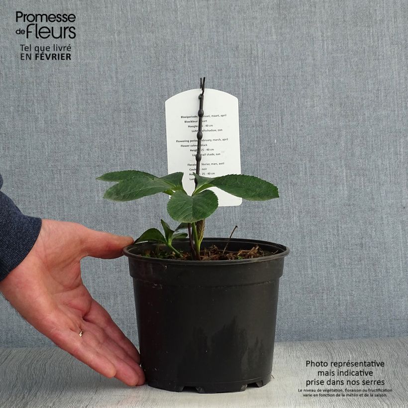 Exemplaar van Helleborus Double Black - Lenteroos dubbel zwart Pot van 2 l/3 l zoals geleverd in de winter