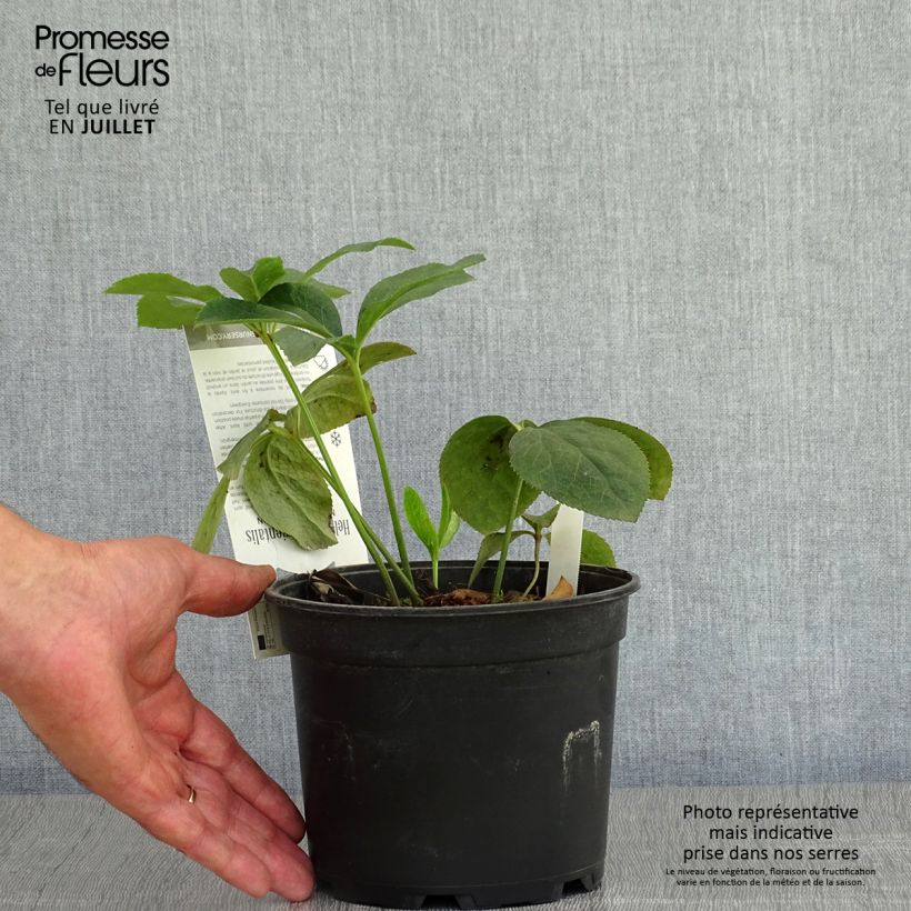 Exemplaar van Helleborus Double Picotee - Lenteroos dubbel met contrasterend gekleurde bloemranden Pot van 2 l/3 l zoals geleverd in de zomer