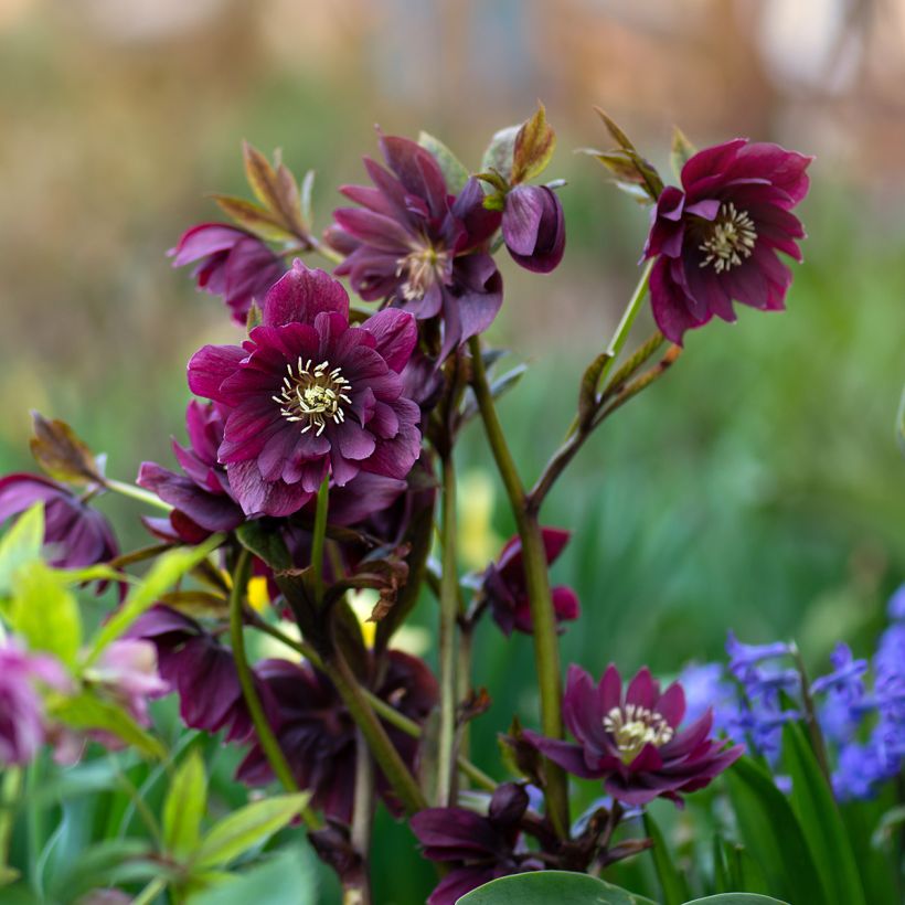 Helleborus Double Red - Lenteroos dubbel rood (Groeiplaats)