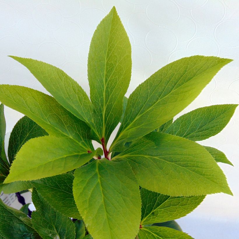 Helleborus Double Green - Lenteroos dubbel groen (Blad)