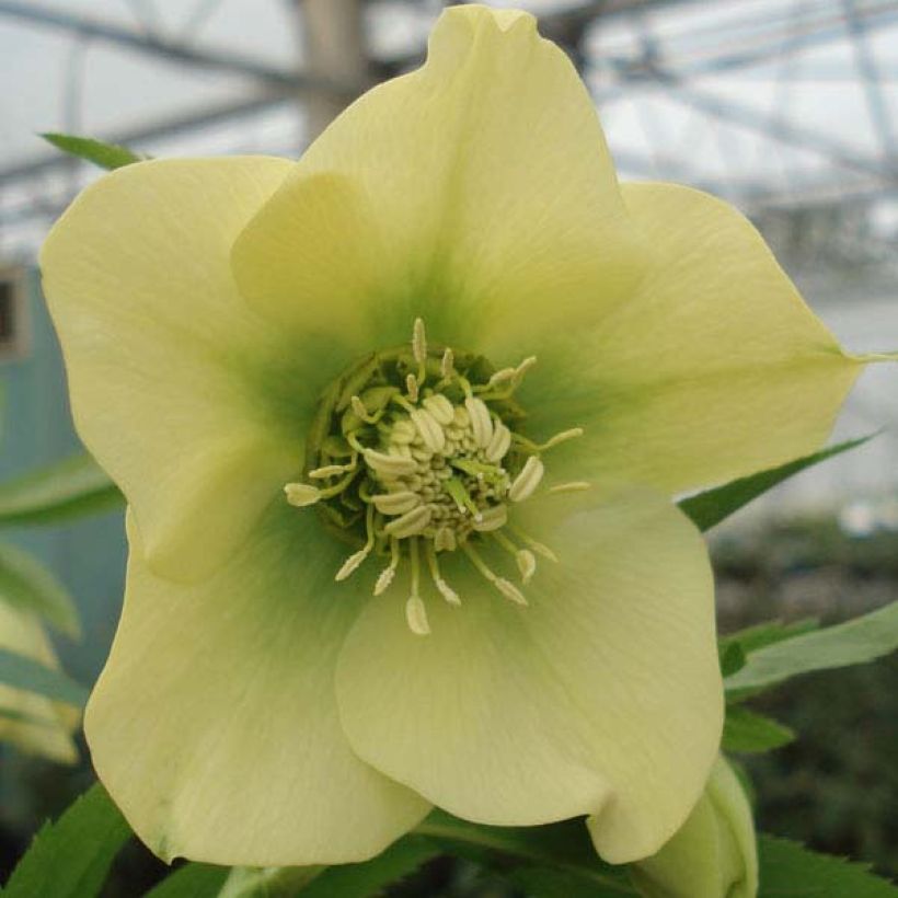 Helleborus Yellow - Lenteroos (Bloei)