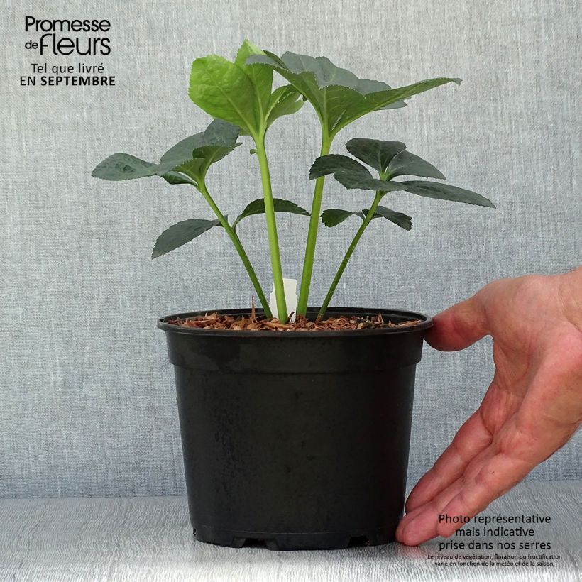 Exemplaar van Helleborus Super Yellow Red Center - Lenteroos Pot van 2 l/3 l zoals geleverd in de herfst