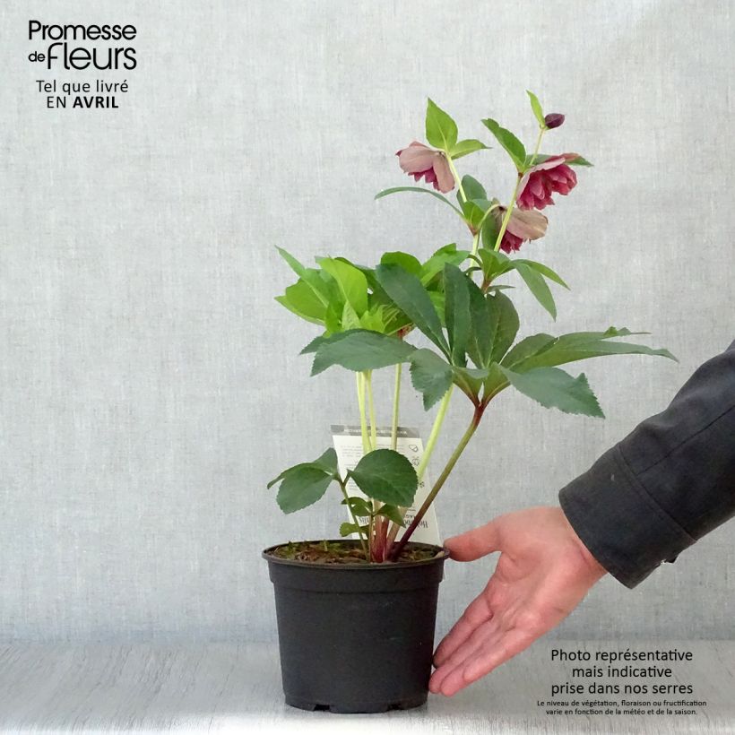 Exemplaar van Helleborus Magic Double Rouge - Lenteroos dubbel rood Pot van 2 l/3 l zoals geleverd in de lente