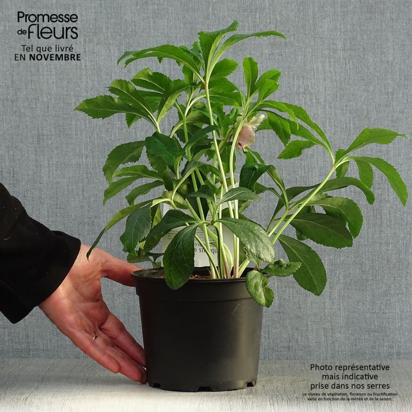 Exemplaar van Helleborus Magic Double Rouge - Lenteroos dubbel rood Pot van 2 l/3 l zoals geleverd in de herfst