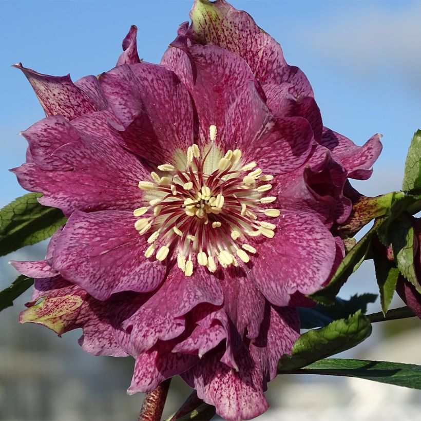Helleborus Magic Double Rouge - Lenteroos dubbel rood (Bloei)
