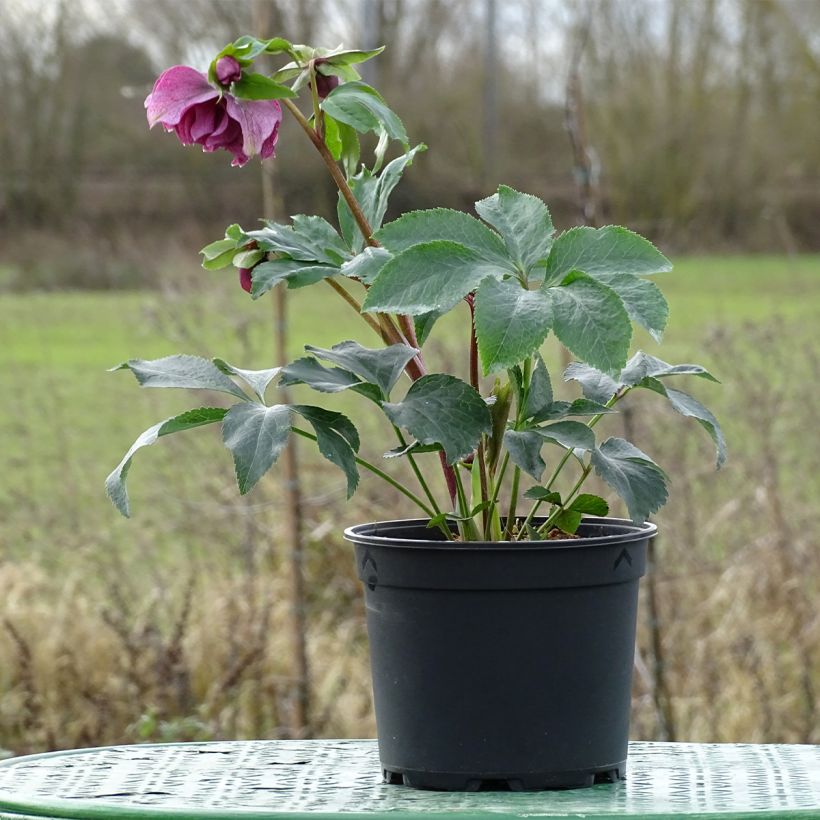 Helleborus Magic Double Rouge - Lenteroos dubbel rood (Groeiplaats)