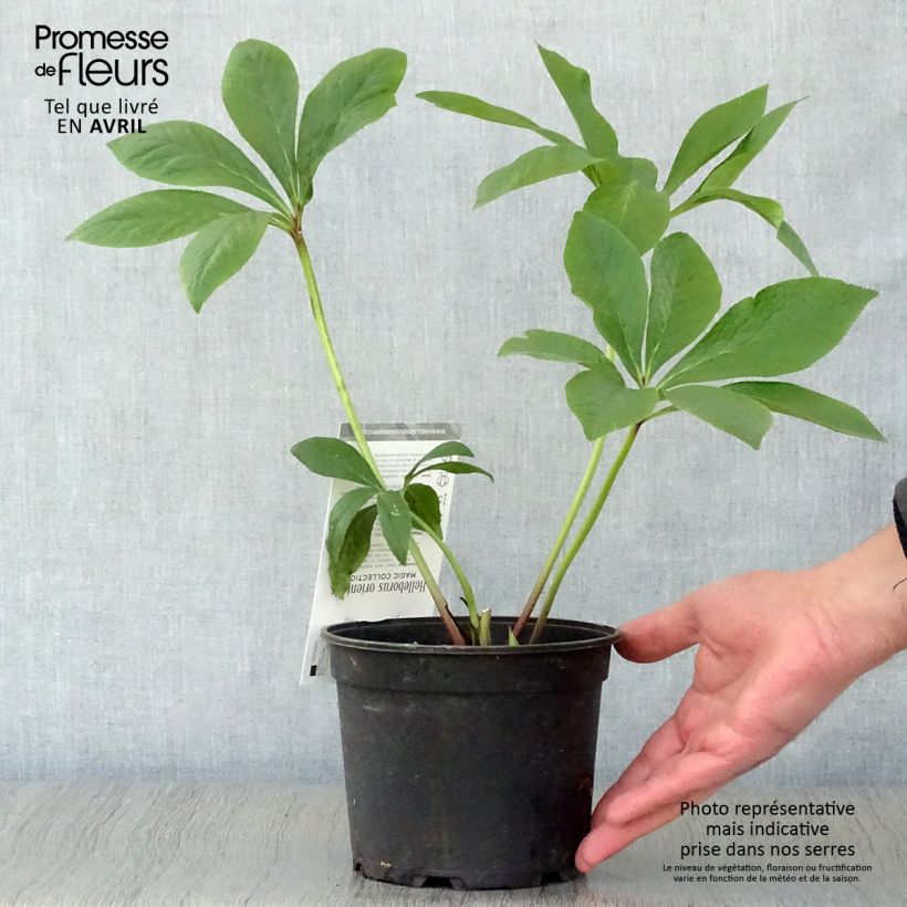 Exemplaar van Helleborus Magic Double Rose - Lenteroos dubbel roze Pot van 2 l/3 l zoals geleverd in de lente