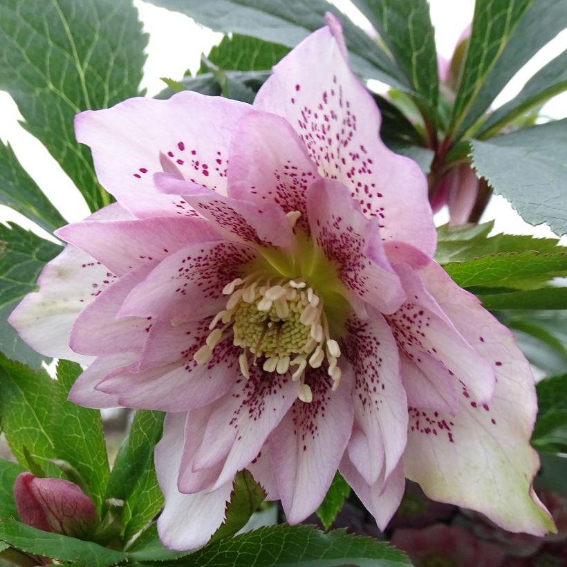 Helleborus Magic Double Rose - Lenteroos dubbel roze (Bloei)