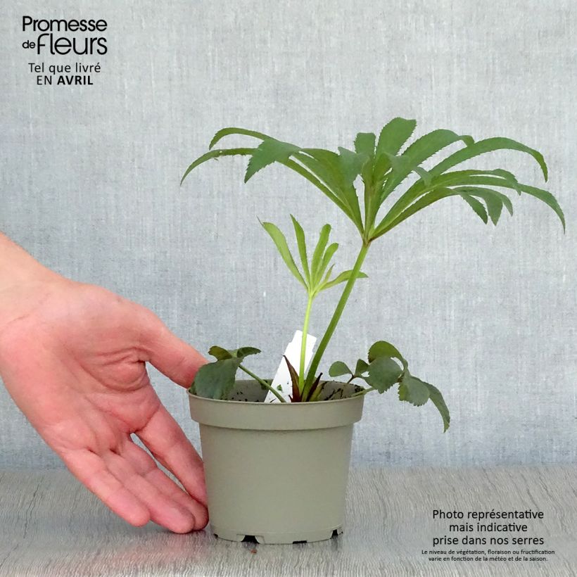 Exemplaar van Helleborus Black - Lenteroos zwart Pot van 1,5 l/2 l zoals geleverd in de lente