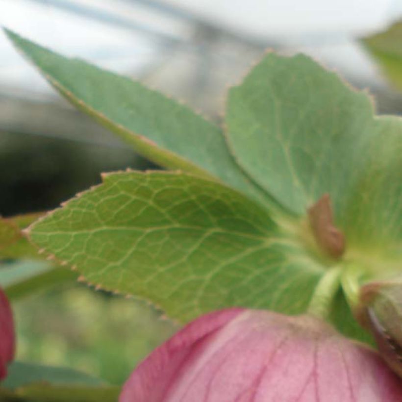 Helleborus Pink - Lenteroos roze (Blad)