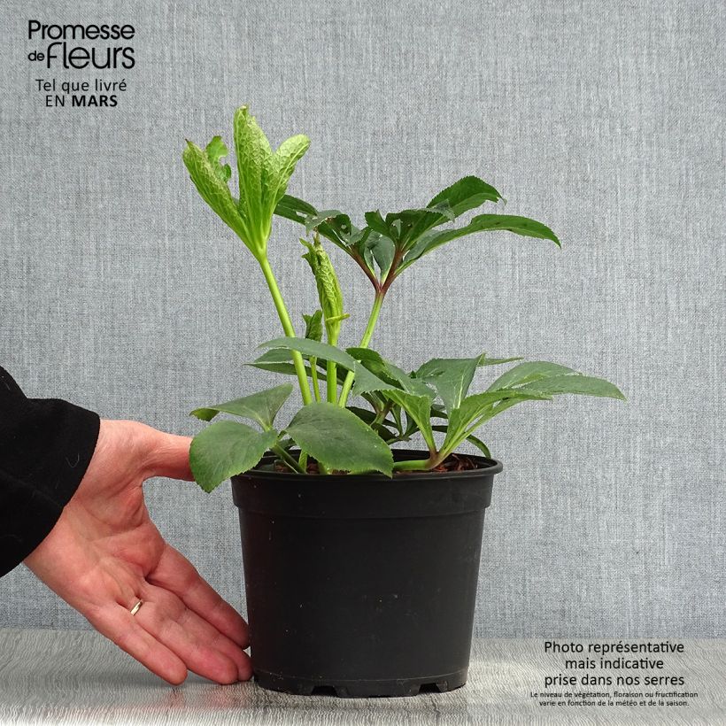 Exemplaar van Helleborus Pink - Lenteroos roze Pot van 2 l/3 l zoals geleverd in de lente