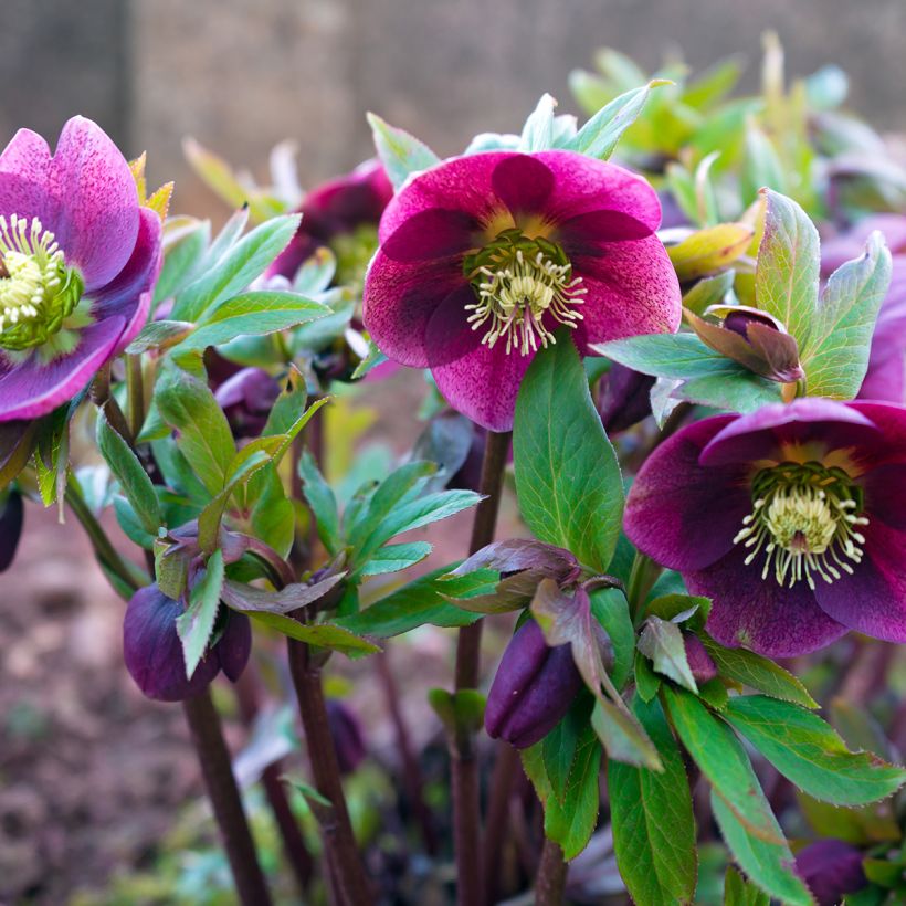 Helleborus Red - Lenteroos (Groeiplaats)
